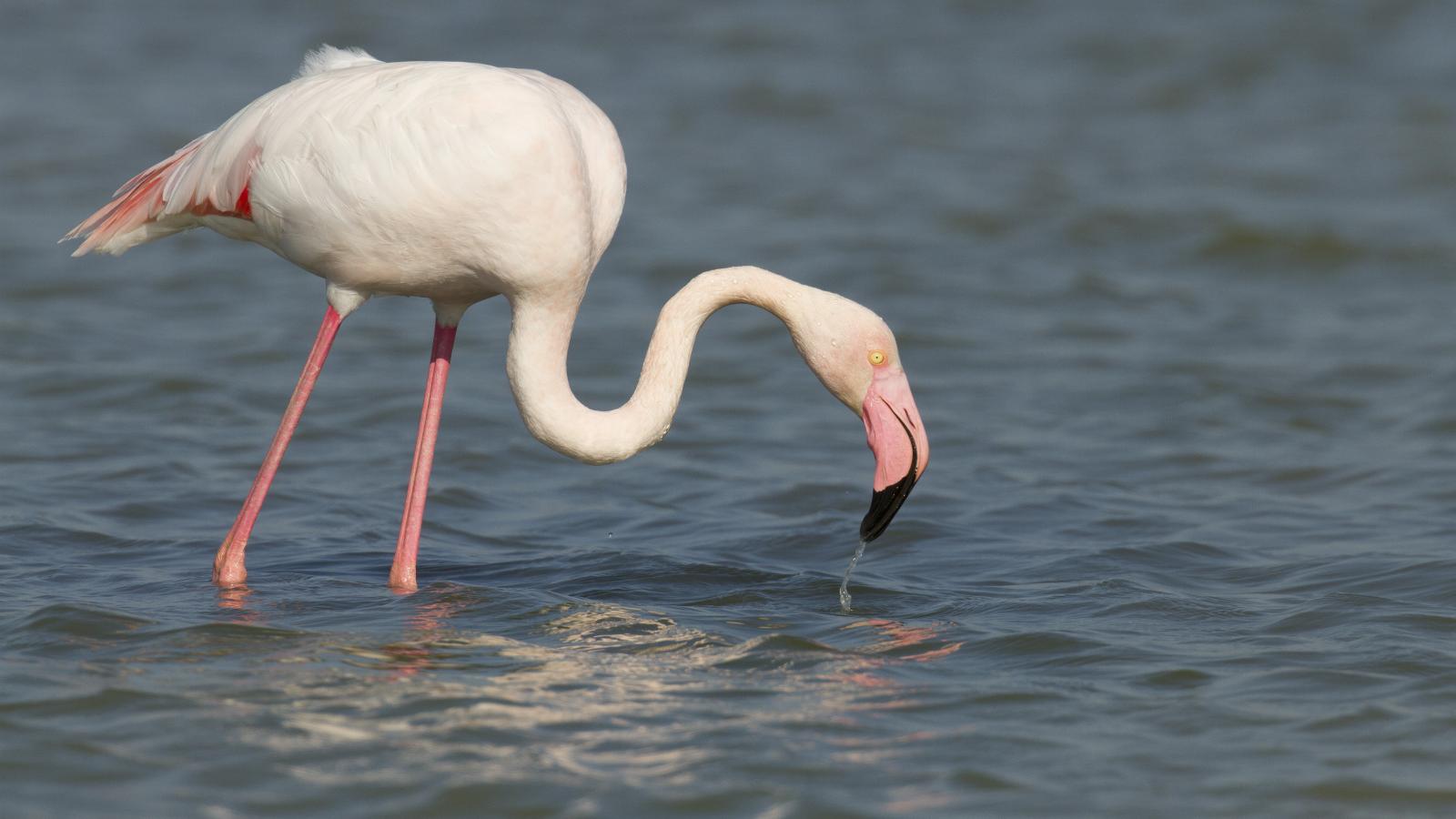 resultaat dramatisch Bestrooi MedArtSal] Did you know that the pink colour of flamingos comes from the  salt flats? | ENI CBC Med